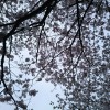 明石公園でお花見